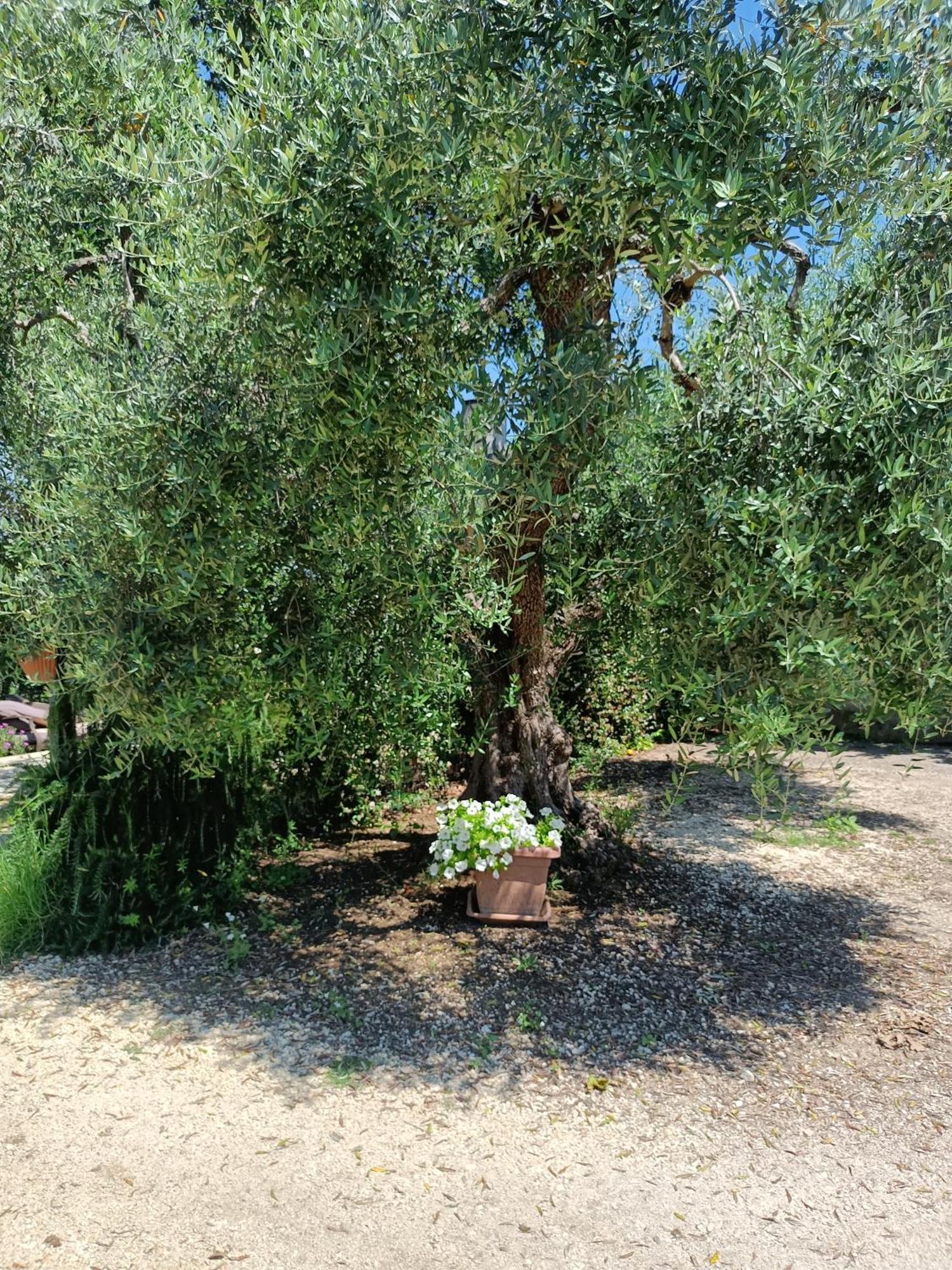 Colle Perazzoni